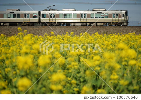 在油菜花盛開的近江道路上行駛的225號普通列車(東海道本線安土~能登川,2023年3月) 在油菜花盛開的近江道路上行駛的225號普通列車(東海道本線安土~能登川,2023年3月) 100576646