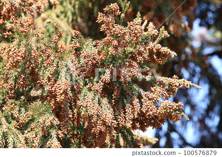 Sugi pollen Sugi pollen 100576879