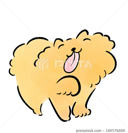 博美犬伸出它的舌頭 博美犬伸出它的舌頭 100576889