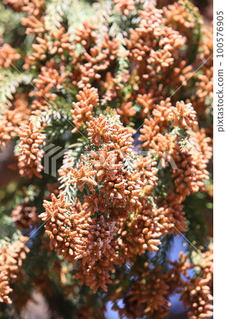 Sugi pollen Sugi pollen 100576905