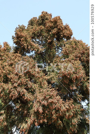 Sugi pollen Sugi pollen 100576929