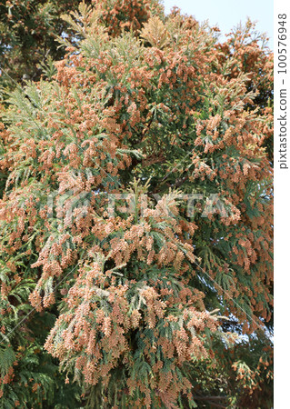 Sugi pollen Sugi pollen 100576948