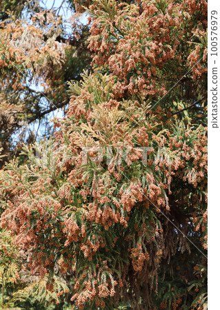 Sugi pollen 100576979