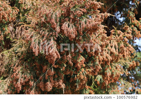杉花粉 杉花粉 100576982