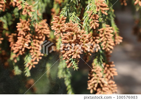 杉花粉 杉花粉 100576983
