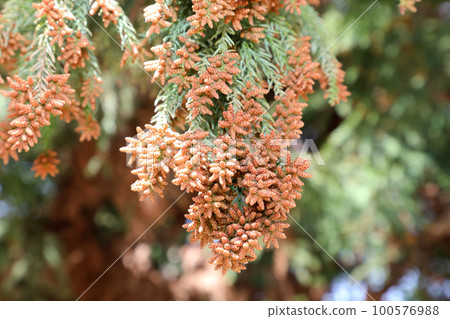 杉花粉 杉花粉 100576988