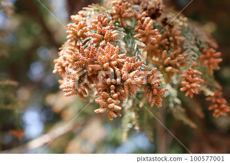 Sugi pollen 100577001