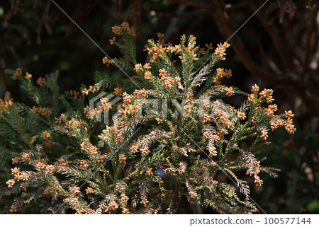 Sugi pollen Sugi pollen 100577144