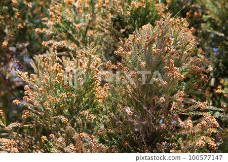 Sugi pollen 100577147