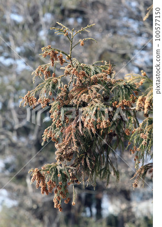 Sugi pollen 100577150