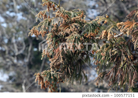 Sugi pollen 100577151