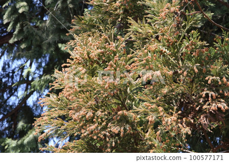 Sugi pollen Sugi pollen 100577171