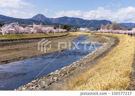 Spring cherry blossoms "Harukikai/Happy Road Cherry Blossom Festival" Minamiashigara City, Kanagawa Prefecture Spring cherry blossoms "Harukikai/Happy Road Cherry Blossom Festival" Minamiashigara City, Kanagawa Prefecture 100577217