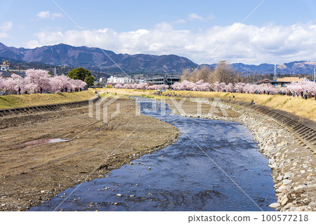 Spring cherry blossoms "Harukikai/Happy Road Cherry Blossom Festival" Minamiashigara City, Kanagawa Prefecture 100577218