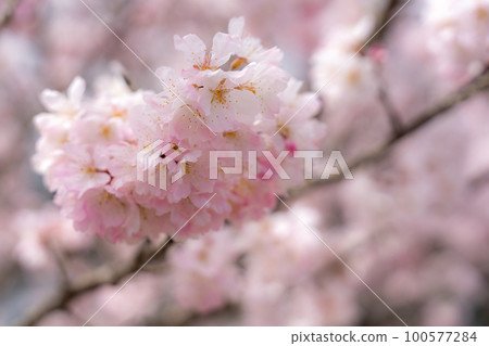 神奈川縣南足柄市特有種的特寫照片“春天的櫻花” 100577284