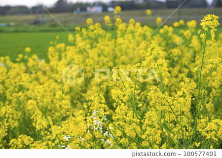春天溪流中的油菜花 100577401