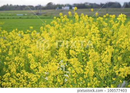 春天溪流中的油菜花 100577403