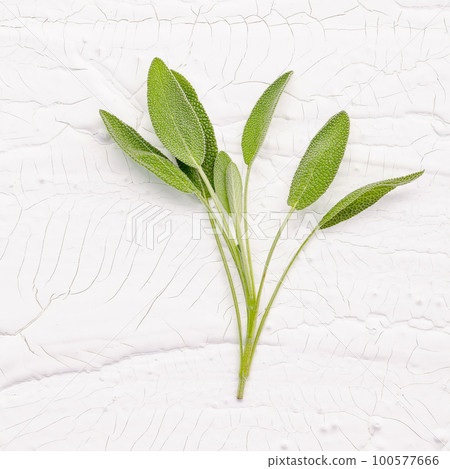 Close Up branch fresh sage leaves on white background Close Up branch fresh sage leaves on white background 100577666