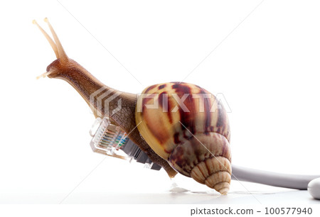 Snail with rj45 connector symbolic photo for slow internet connection. broadband connection is not available everywhere. 100577940