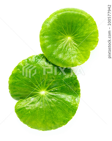 Close up centella asiatica leaves with rain drop isolated on white background top view. 100577942