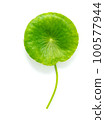 Close up centella asiatica leaves with rain drop isolated on white background top view. 100577944