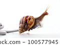 Snail with rj45 connector symbolic photo for slow internet connection. broadband connection is not available everywhere. 100577945