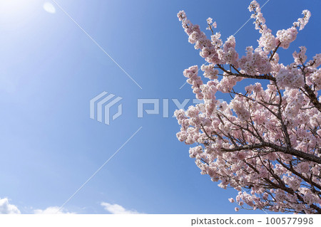 櫻花和藍天 櫻花和藍天 100577998