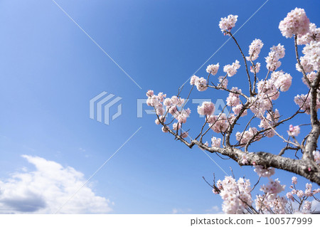  Cherry blossoms and blue sky 100577999