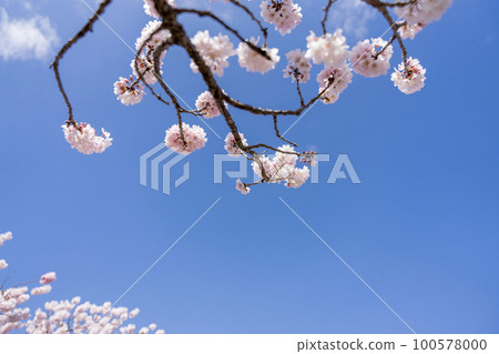  Cherry blossoms and blue sky 100578000
