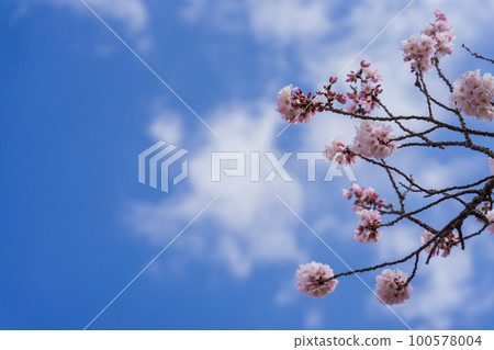 Cherry blossoms and blue sky Cherry blossoms and blue sky 100578004