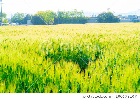[Early summer material] Green barley field in early summer [Nagano Prefecture] 100578107
