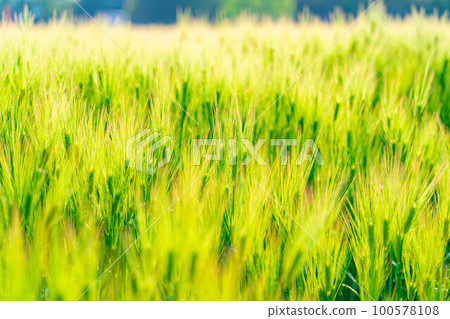 [Early summer material] Green barley field in early summer [Nagano Prefecture] 100578108