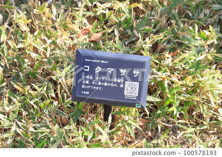 Small bamboo grass (Kogumazasa) Small bamboo grass (Kogumazasa) 100578193