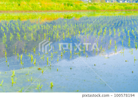 [Early summer material] Rice planted [Nagano Prefecture] 100578194
