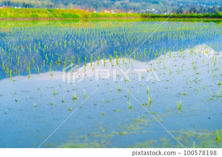 [Early summer material] Rice planted [Nagano Prefecture] 100578198