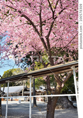 Owase Shrine and Kawazu Sakura (Owase City, Mie Prefecture) Owase Shrine and Kawazu Sakura (Owase City, Mie Prefecture) 100578309