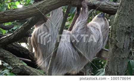 Two-toed Sloth animal climbing upside down on hanging Two-toed Sloth animal climbing upside down on hanging 100578694