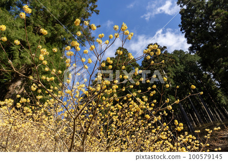 Mitsumata Flower 100579145