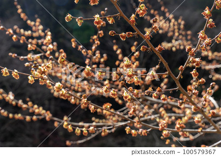 Fusasakura 100579367