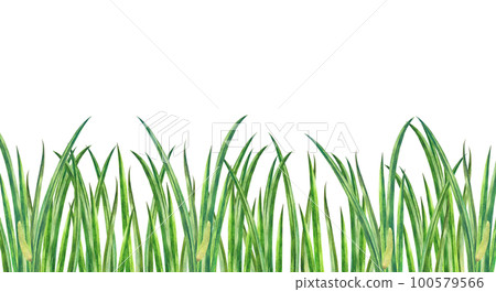 一簇鳶尾花的水彩畫 100579566