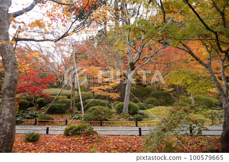 Autumn leaves of Matsushima yen visit Autumn leaves of Matsushima yen visit 100579665