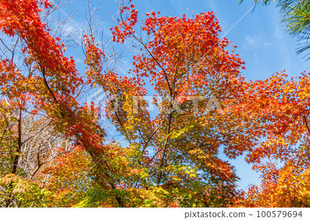 [京都風景]嵐山渡月橋的秋天 100579694