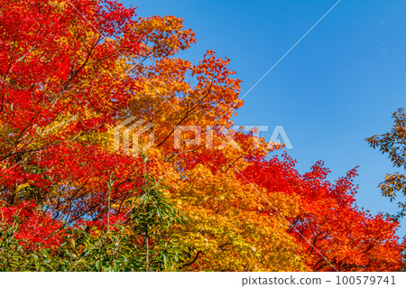 [京都風景]嵐山渡月橋的秋天 100579741