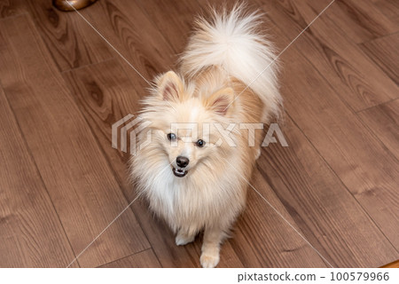 Pomeranian 100579966