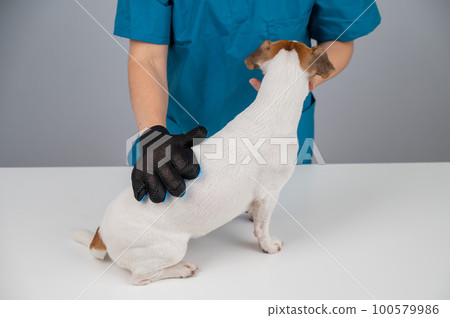 Veterinarian combing a Jack Russell Terrier dog with a special glove.  100579986