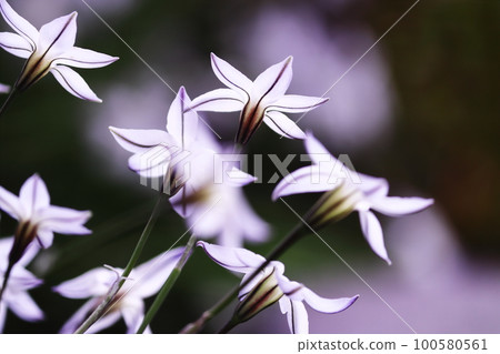 beautiful flowers of white isotoma beautiful flowers of white isotoma 100580561