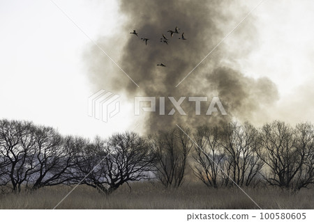 Burning flames and smoke, birds escaping, reed colony burning 100580605