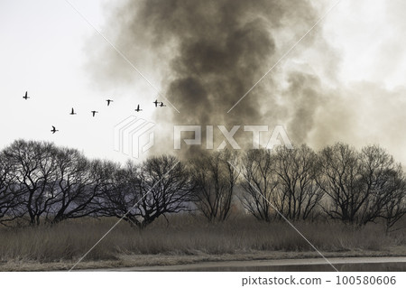 Burning flames and smoke, birds escaping, reed colony burning 100580606