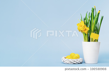 Yellow Easter eggs in nest and daffodils in white pot on blue background. Mockup tag. Happy Easter card banner 100580908
