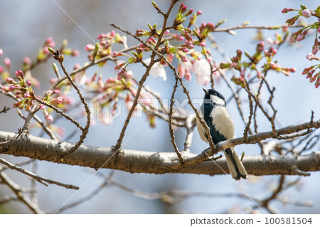 Cherry blossom buds and tits 100581504